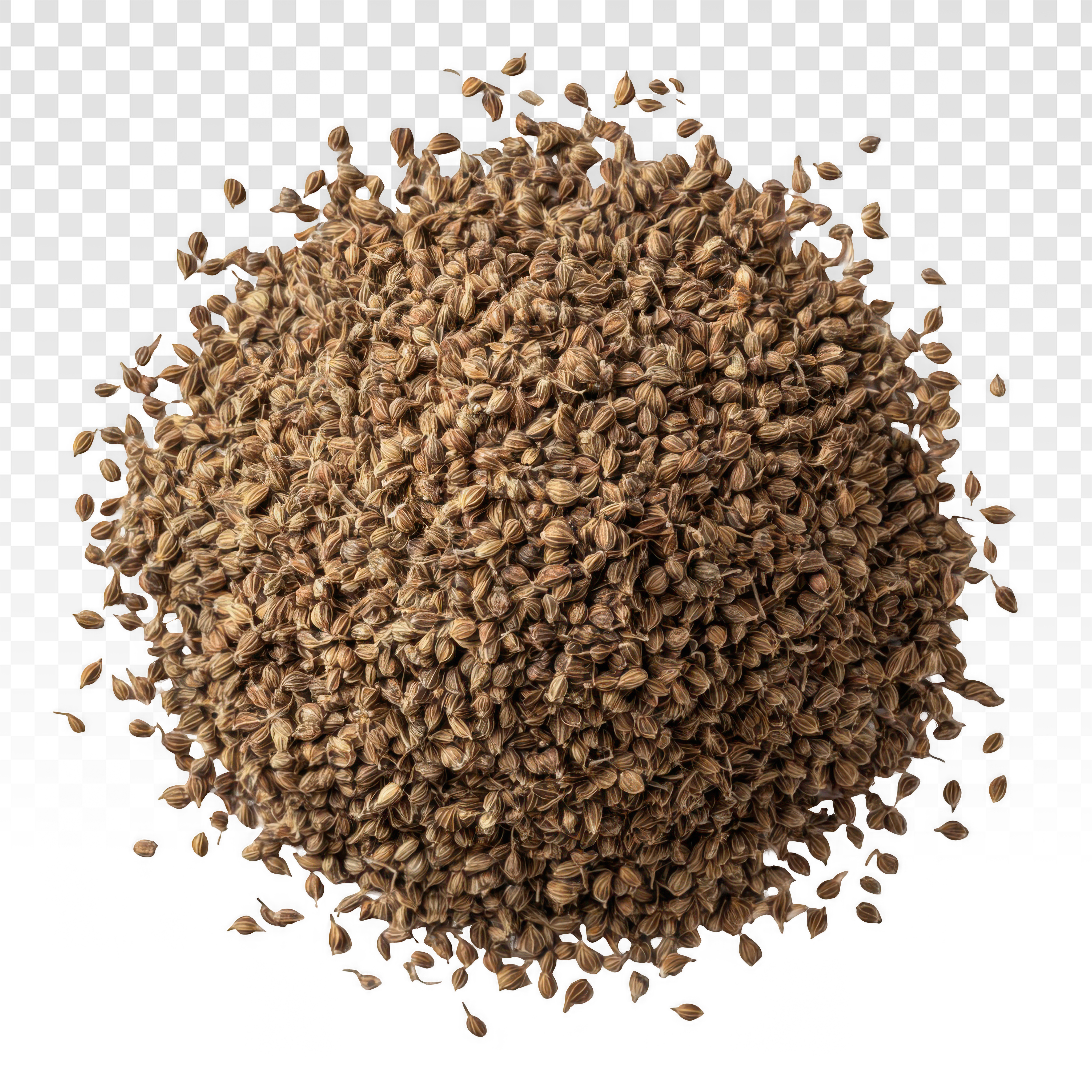 Ajwain / Carom Seeds (Trachyspermum ammi)